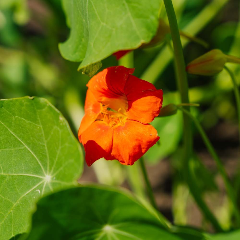 Slingerkrasse frö 'Tropaeolum majus' - 8 Ekologiska Frön