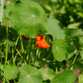 Slingerkrasse frö 'Tropaeolum majus' - 8 Ekologiska Frön