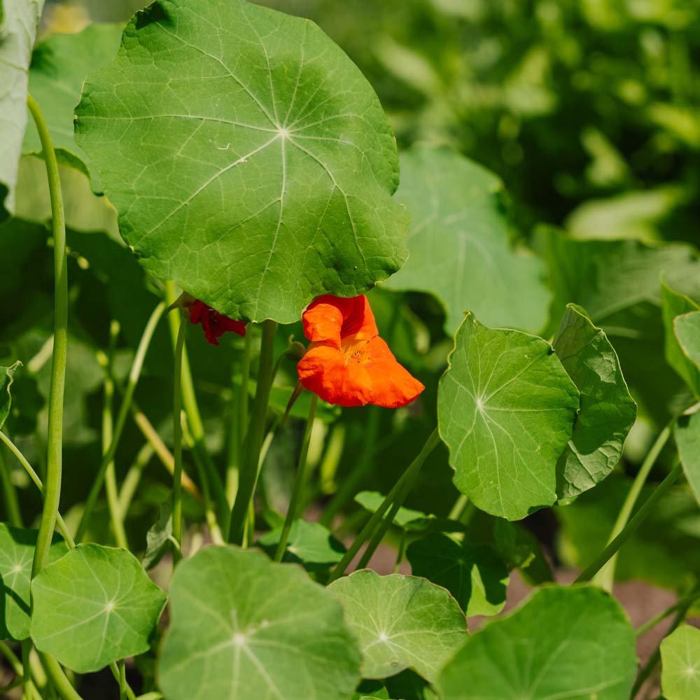 Slingerkrasse frö 'Tropaeolum majus' - 8 Ekologiska Frön