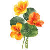 Blomfröer