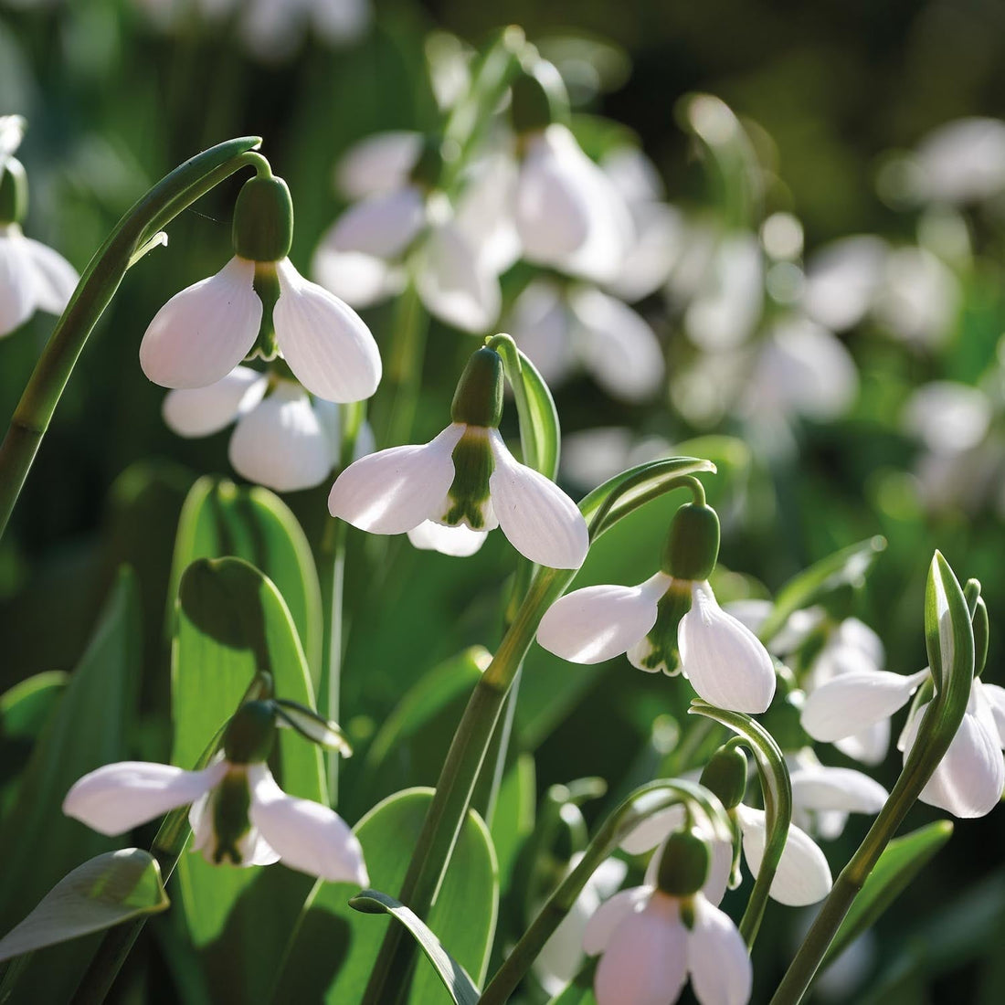 Snödroppe, Galanthus 'Beluga'