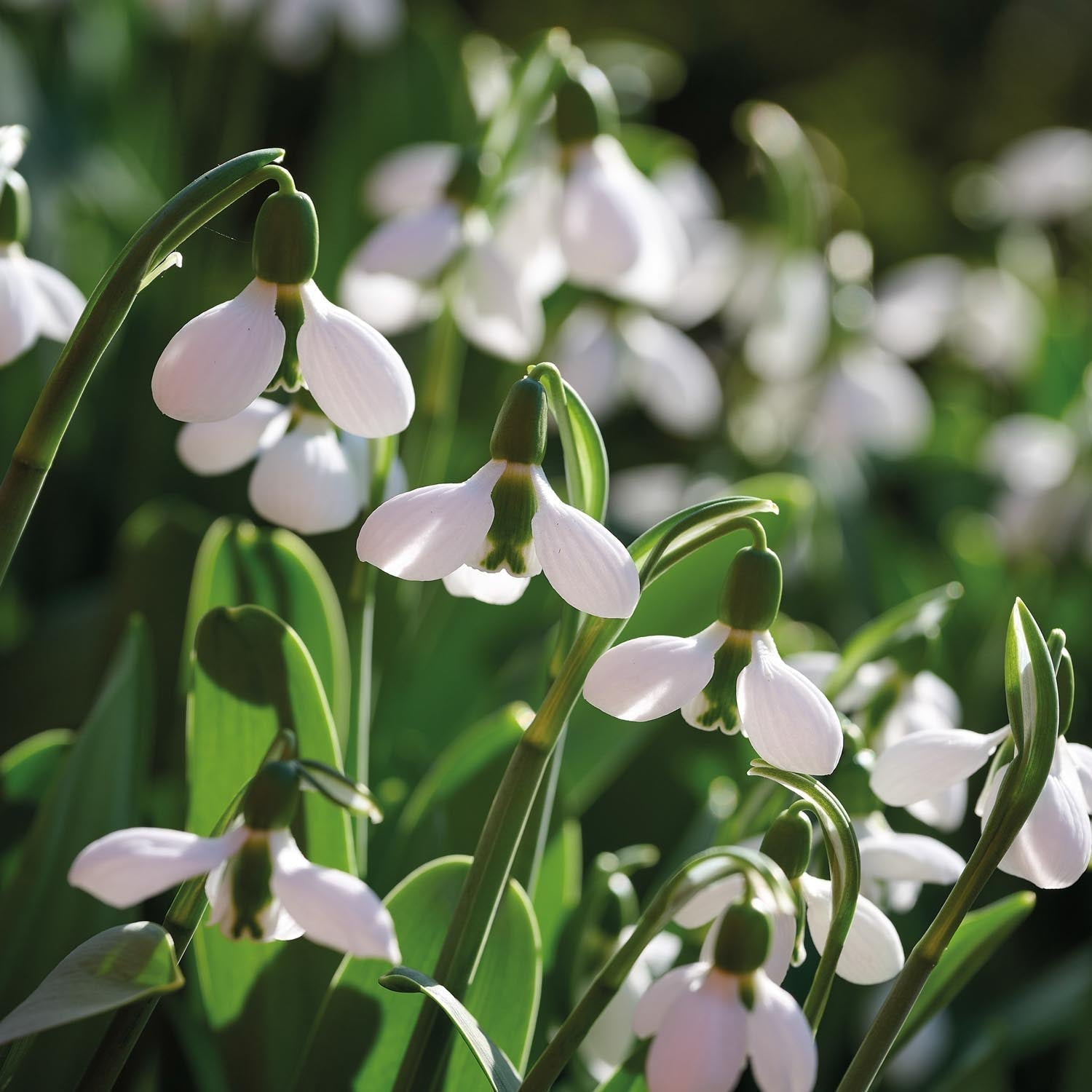 Snödroppe, Galanthus 'Beluga'