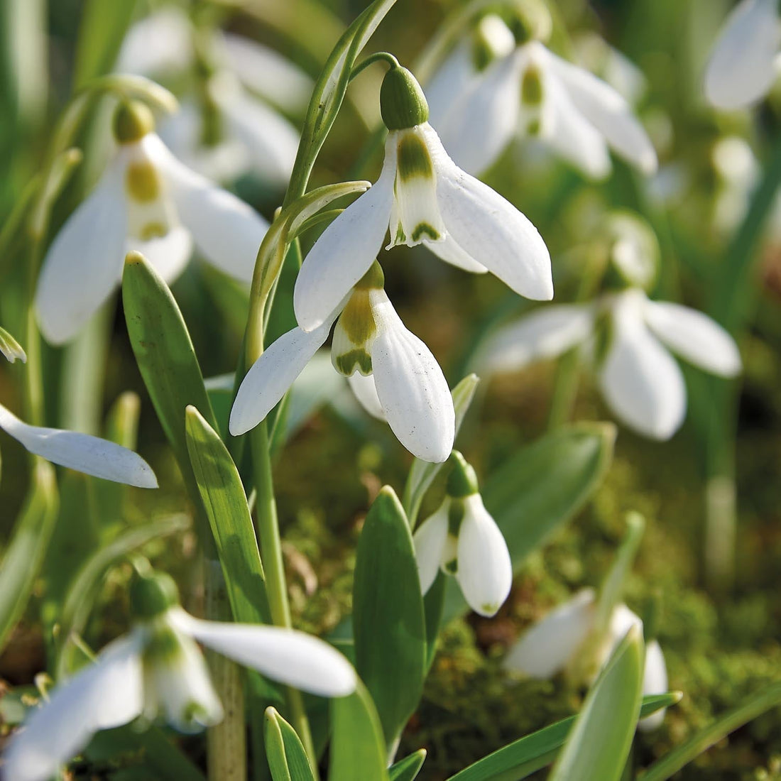 Snödroppe, Galanthus 'Elwesii'