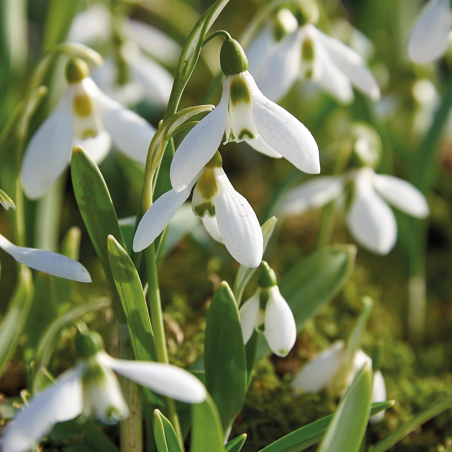 Snödroppe, Galanthus 'Elwesii'