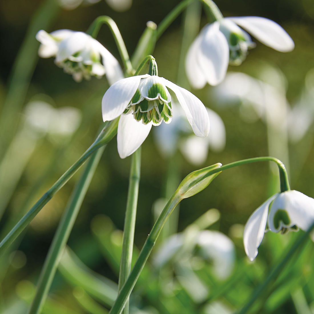 Snödroppe, Galanthus 'Hippolyta'