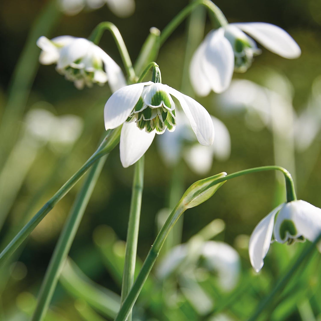 Snödroppe, Galanthus 'Hippolyta'