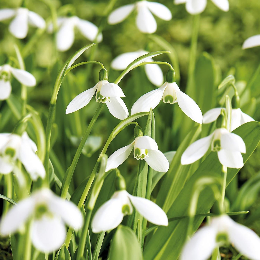 Snödroppe, Galanthus 'Mount Everest'