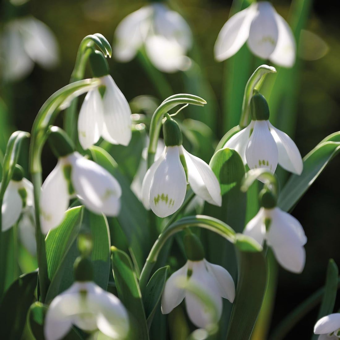 Snödroppe, Galanthus 'Snow Fox'