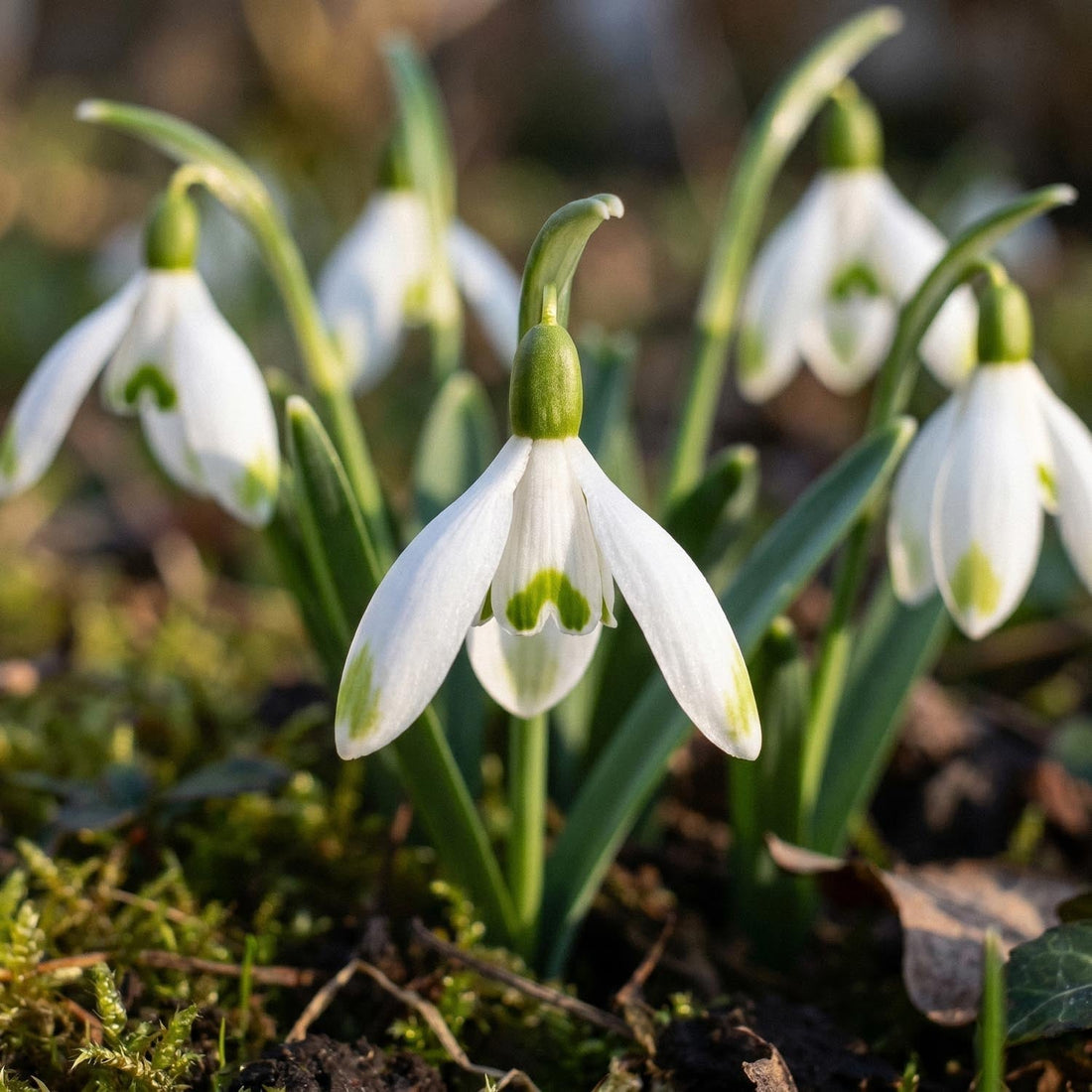 Snödroppe, Galanthus 'Viridapice'