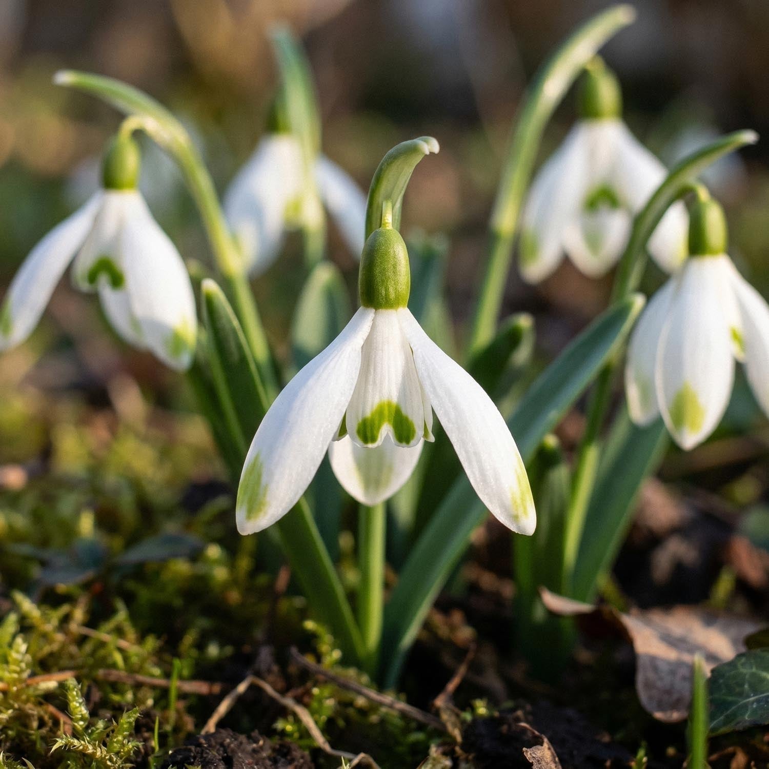 Snödroppe, Galanthus 'Viridapice'