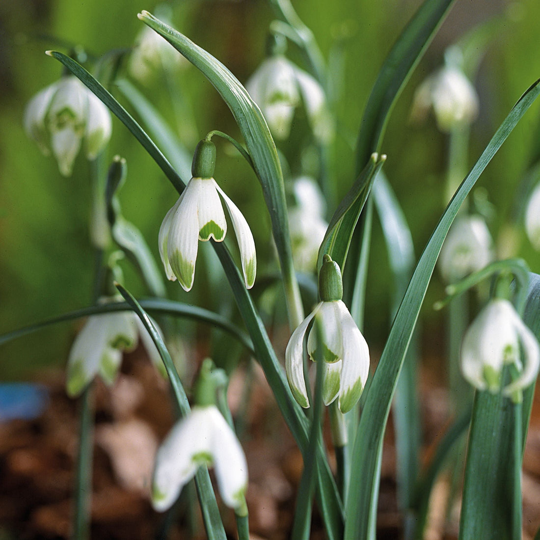 Snödroppe, Galanthus 'Viridapice'