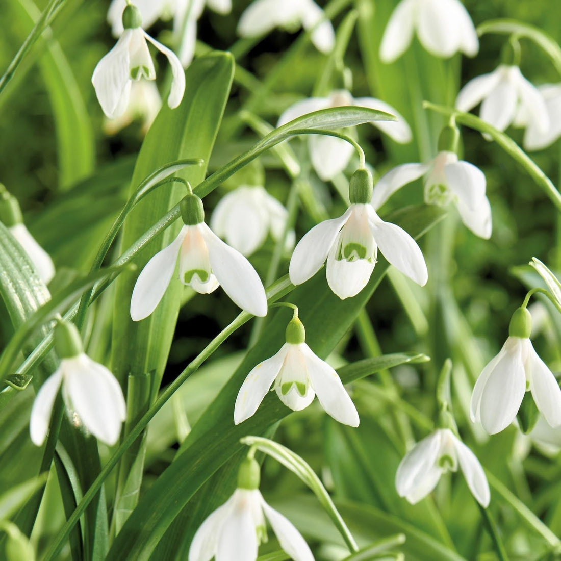 Snödroppe, Galanthus 'Woronowii'