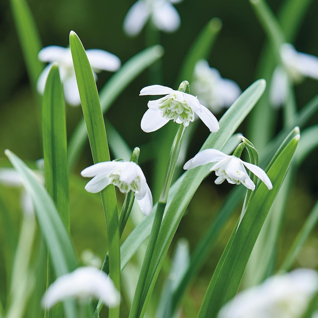 Snödroppe, Galanthus'Flore Pleno'