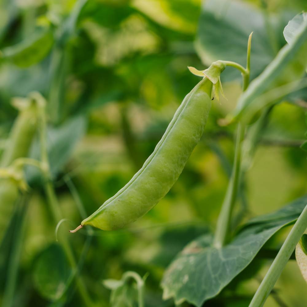 Sockerärt frö 'Heraut' - 20 Ekologiska Frö