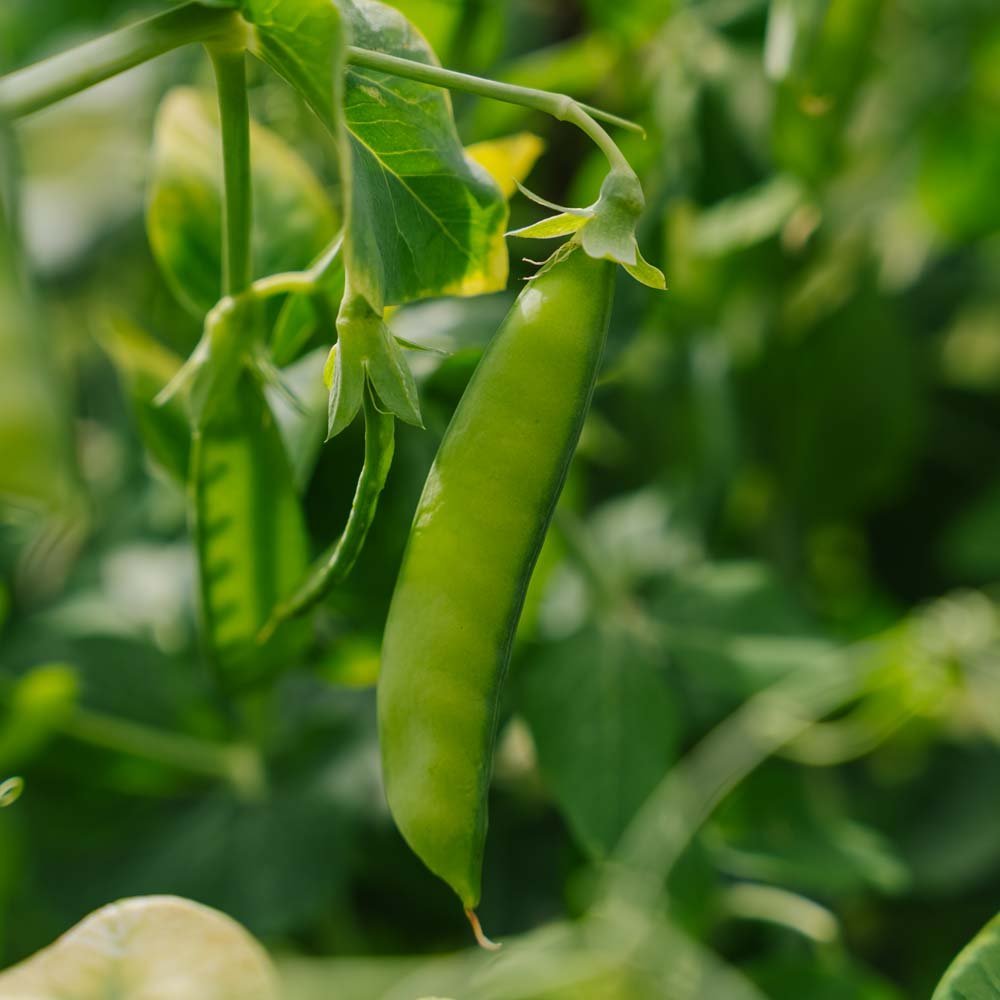 Sockerärt frö 'Heraut' - 20 Ekologiska Frö