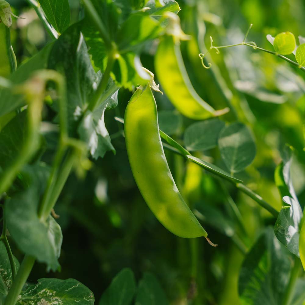 Sockerärt frö 'Norli' - 20 Ekologiska Frön