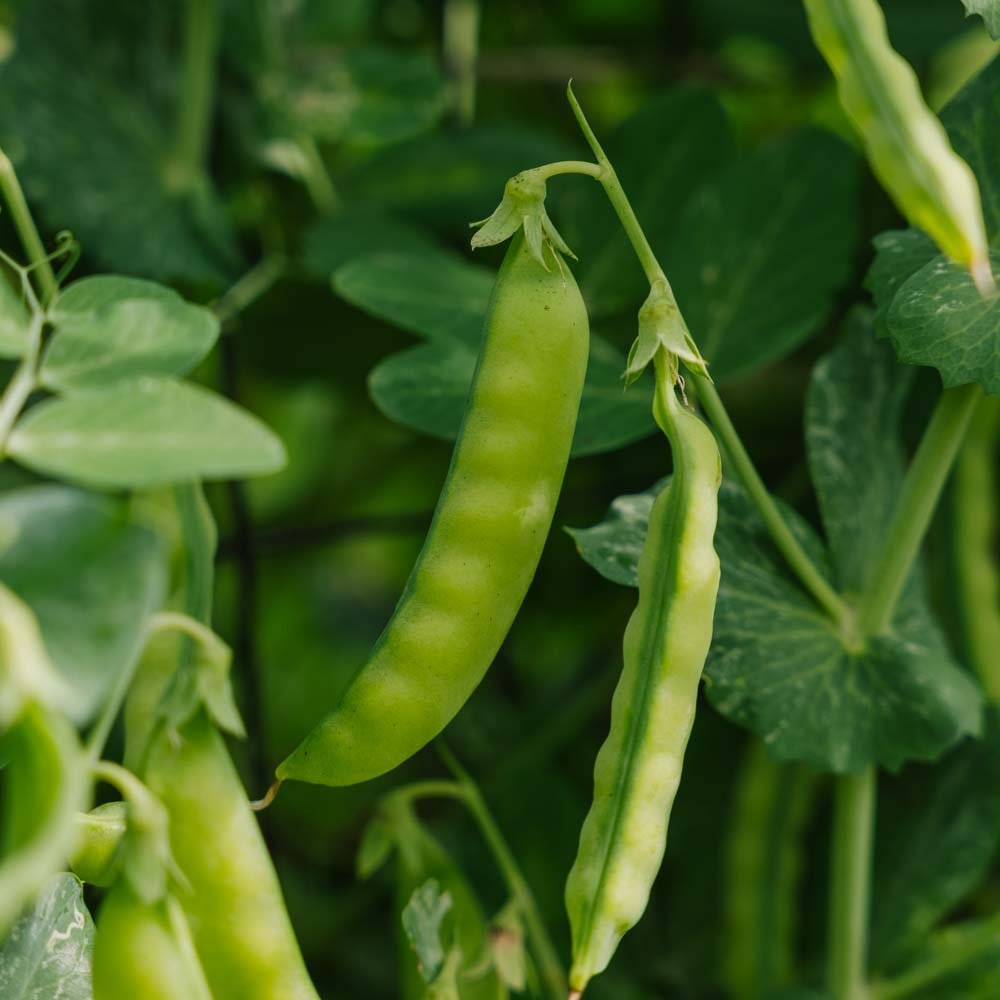 Sockerärt frö 'Norli' - 20 Ekologiska Frön