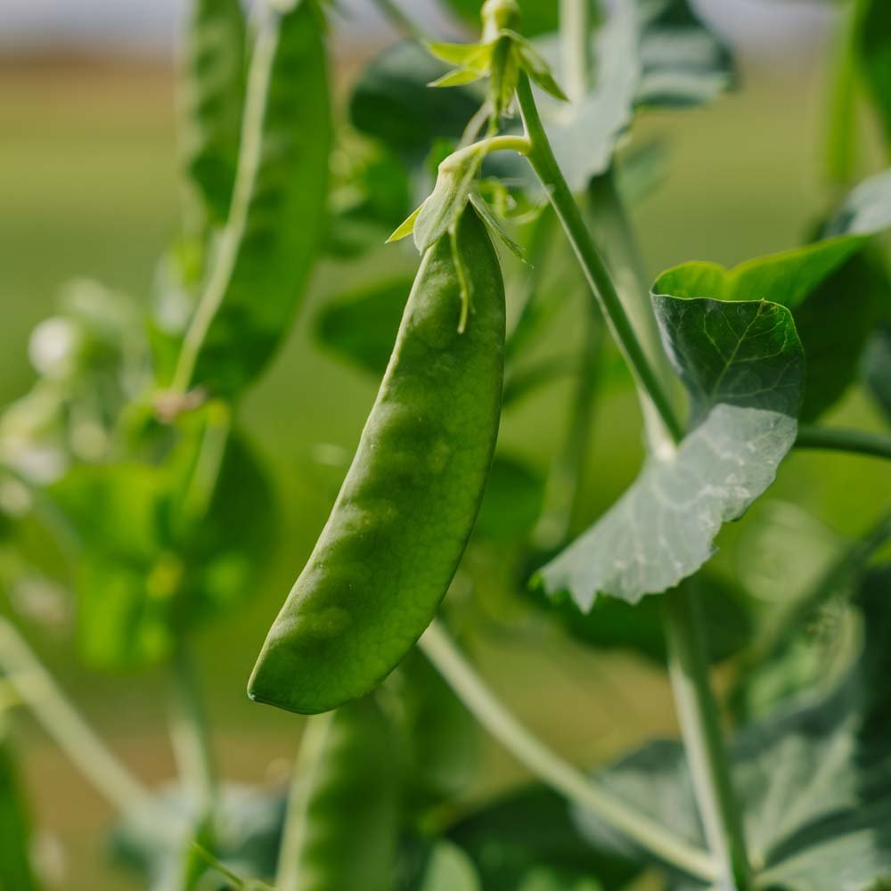 Sockerärtor 'Sweet Horizon' - 20 Ekologiska Frön