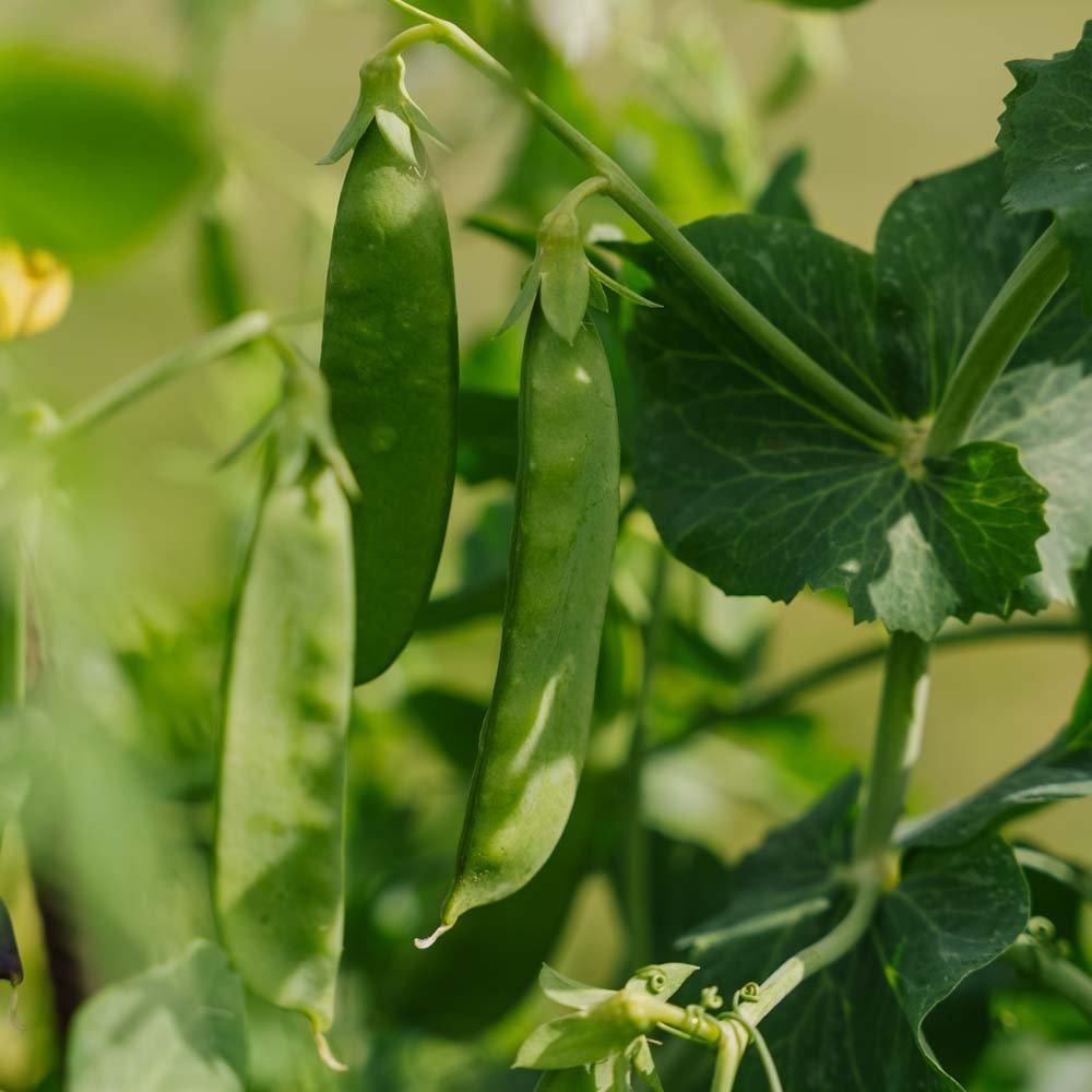 Sockerärtor 'Sweet Horizon' - 20 Ekologiska Frön