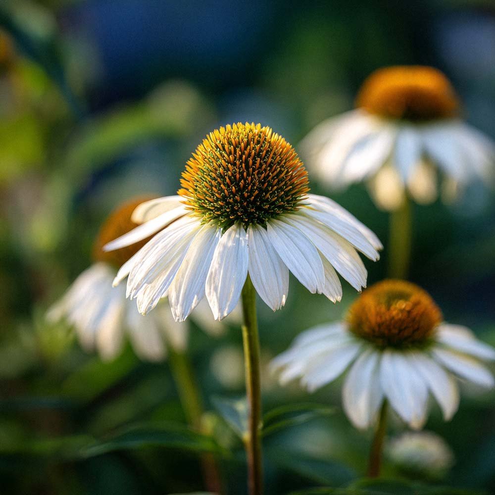 Solhatt frö 'White Swan' - 20 Ekologiska Frön