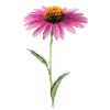 Blomfröer