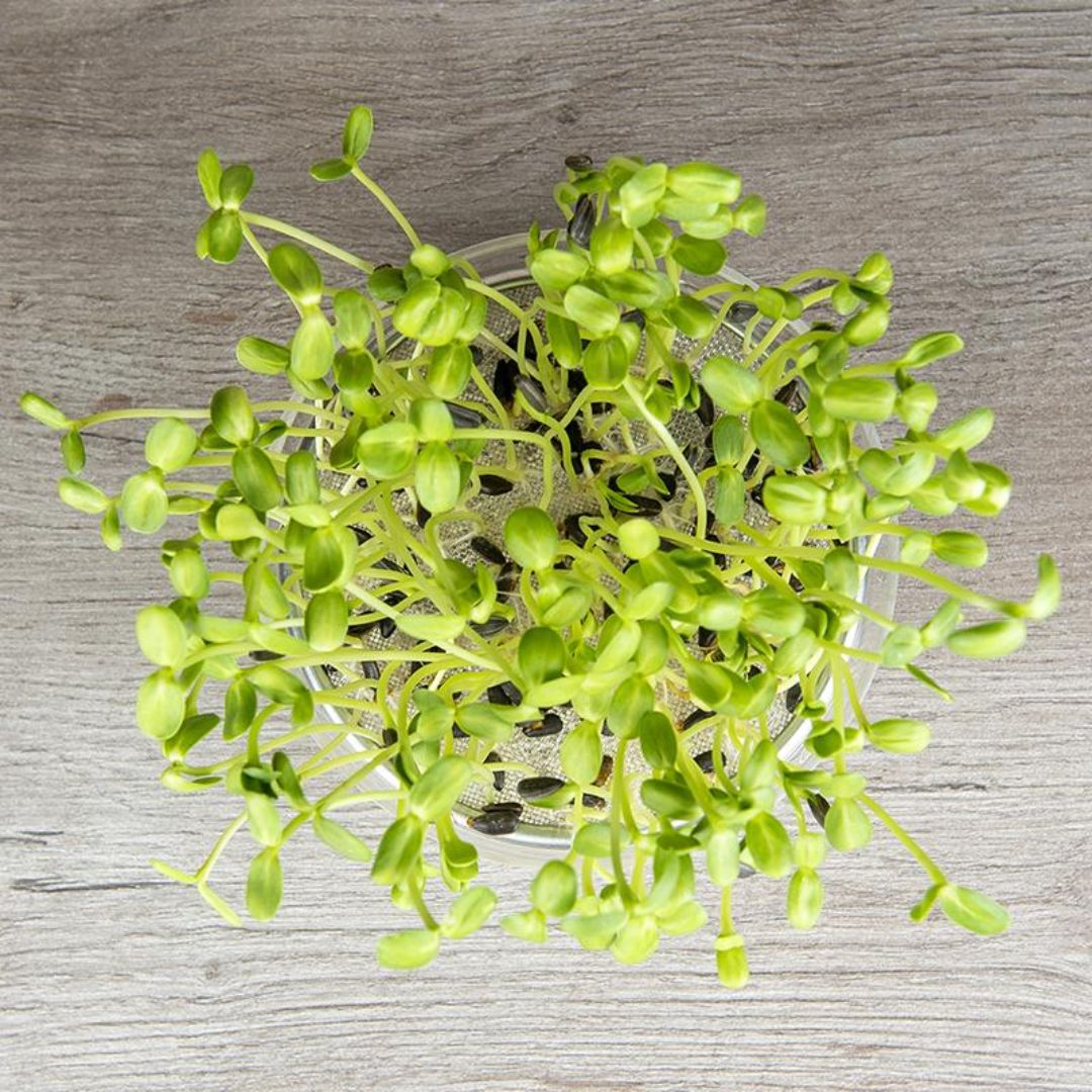 Solros mikrogrönt frö - 100 Ekologiska Frön