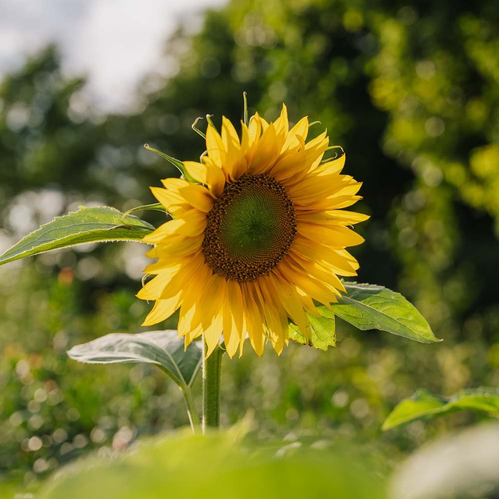 Solrosfrön - 15 Ekologiska Frön