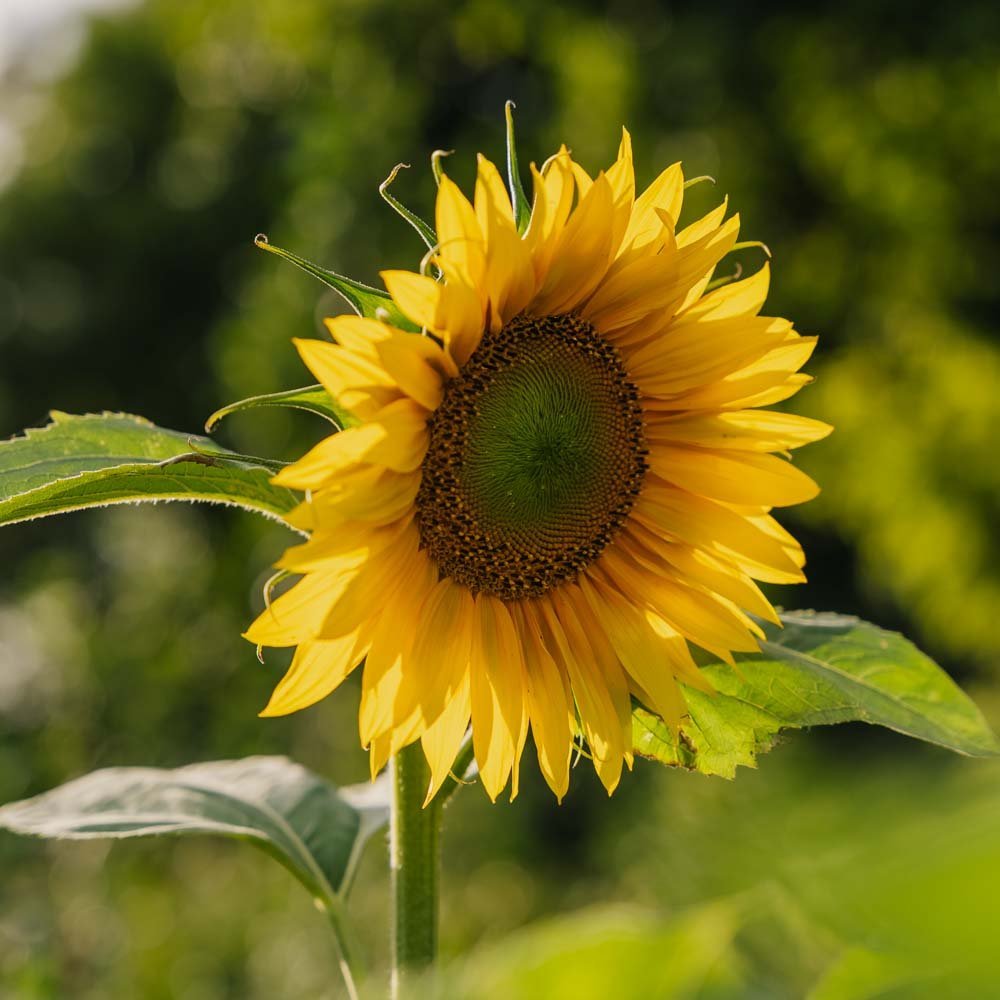 Solrosfrön - 15 Ekologiska Frön