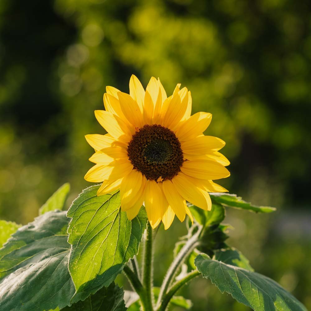 Solrosfrön 'Medium Flowered' - 20 Ekologiska Frön