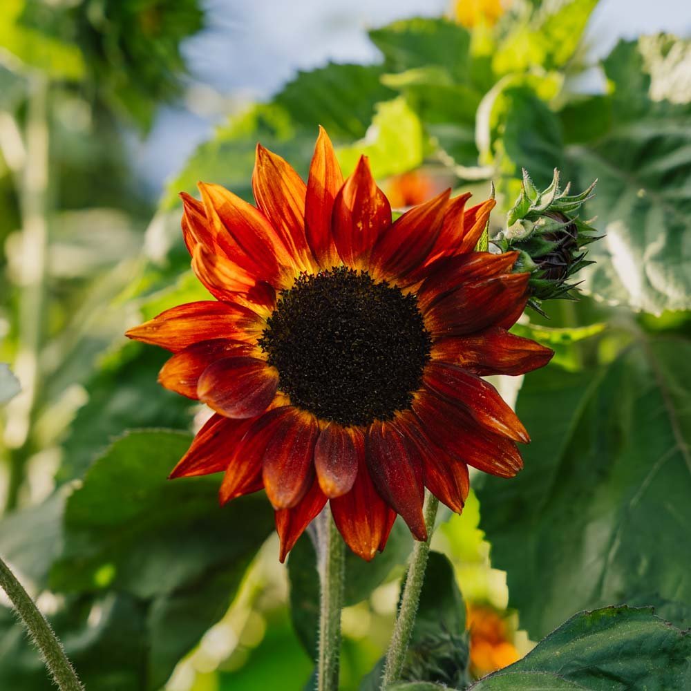 Ekologiska solrosfrön 'Velvet Queen' | Blomsterfrön | Köp frö här