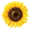 Blomfröer