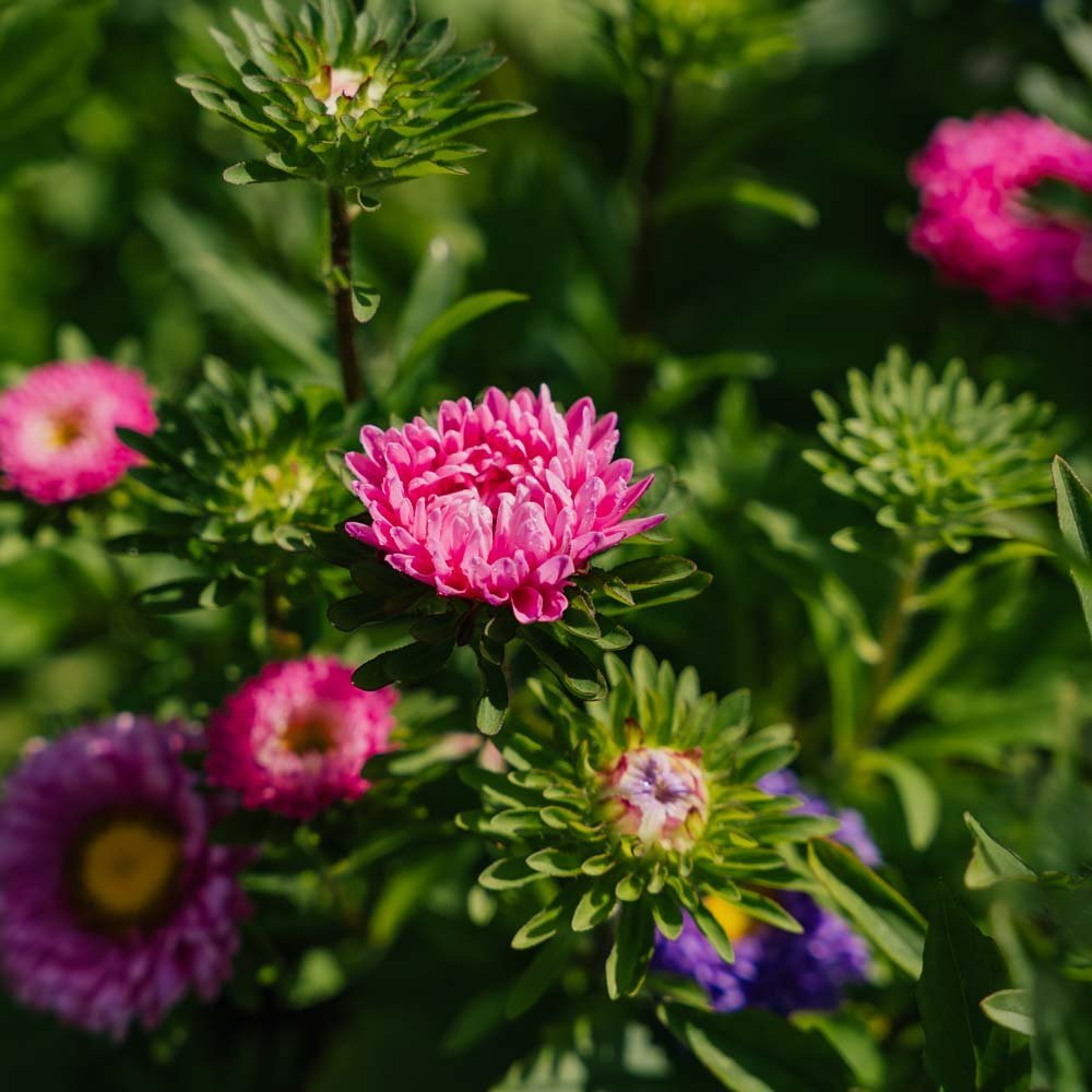 Sommaraster frö 'Matsumoto Mix' - 125 Ekologiska Frön