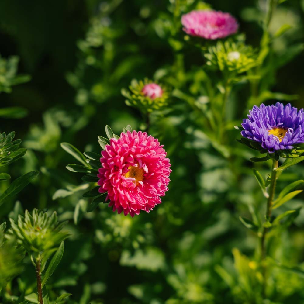 Sommaraster frö 'Matsumoto Mix' - 125 Ekologiska Frön
