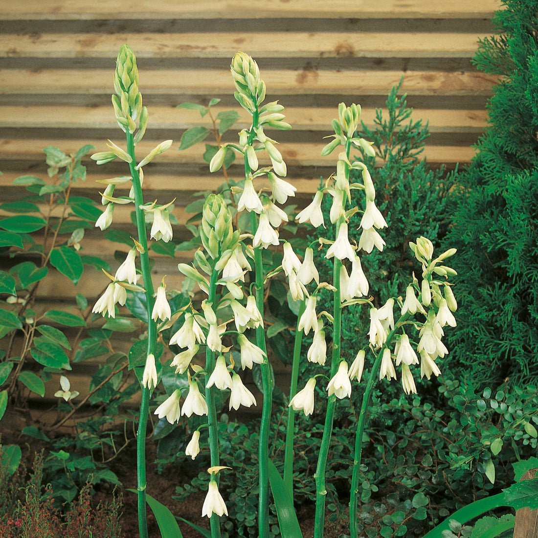 Sommarhyacint, Galtonia Candicans