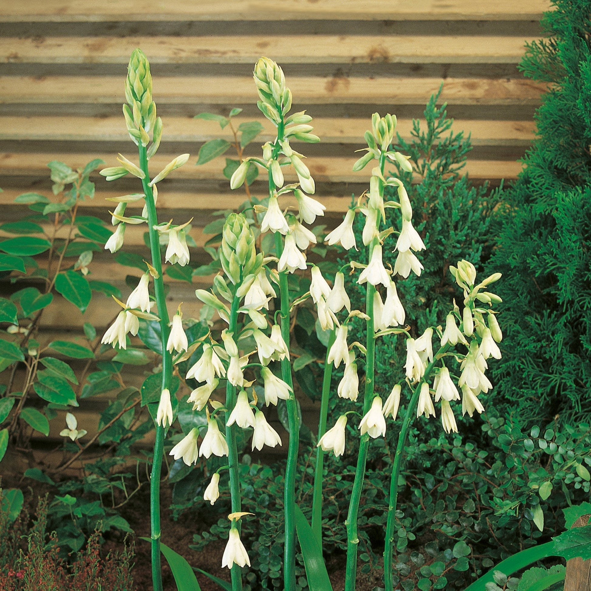 Sommarhyacint, Galtonia Candicans