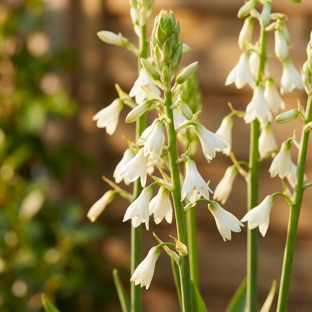 Sommarhyacint, Galtonia Candicans