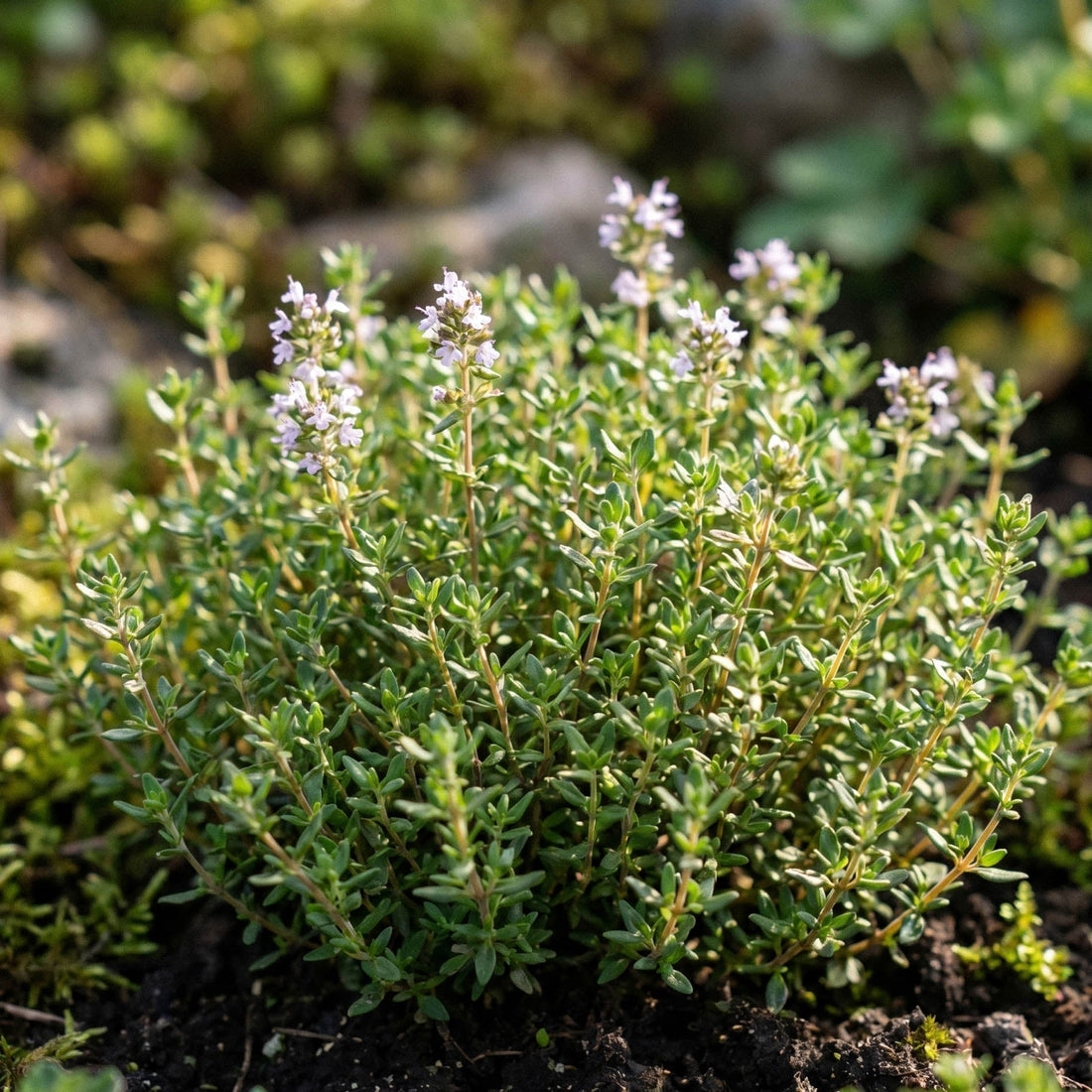 Sommartimjanfrön - 250 Ekologiska frön