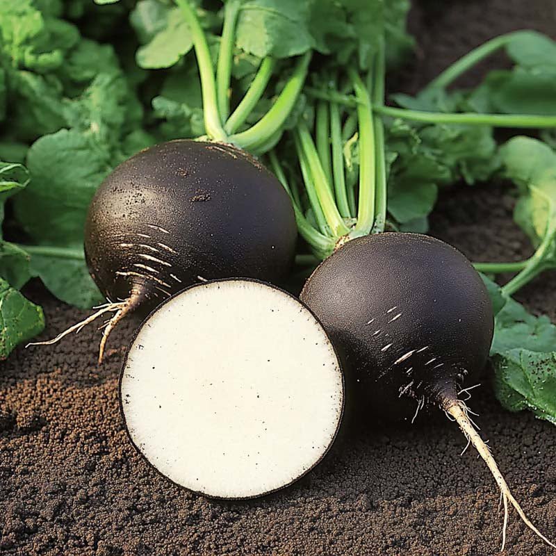 Sort radisefrø 'Black Spanish Round' - 50 Økologiske Frø