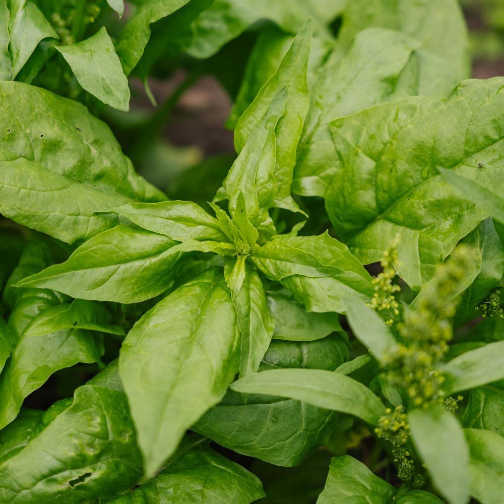 Spenat frö 'Early Giant Leaf' - 125 Ekologiska Frön