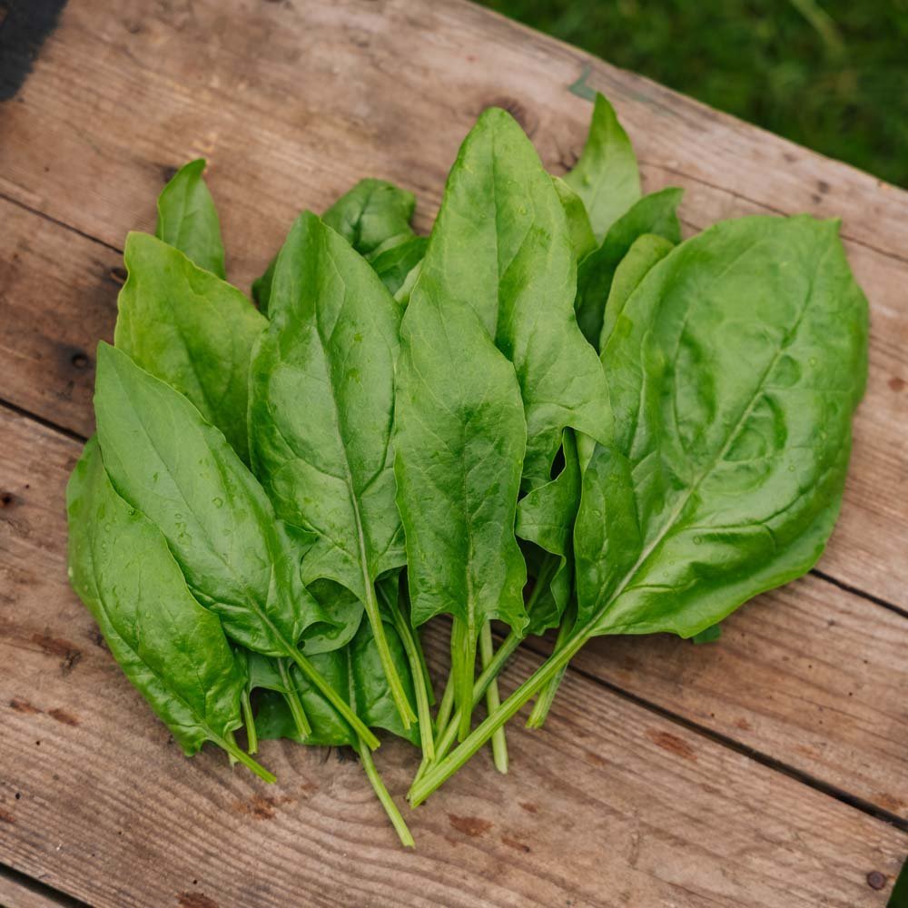 Spenat frö 'Early Giant Leaf' - 125 Ekologiska Frön