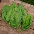 Spenat frö 'Winter Giant' - 200 Ekologiska Frön