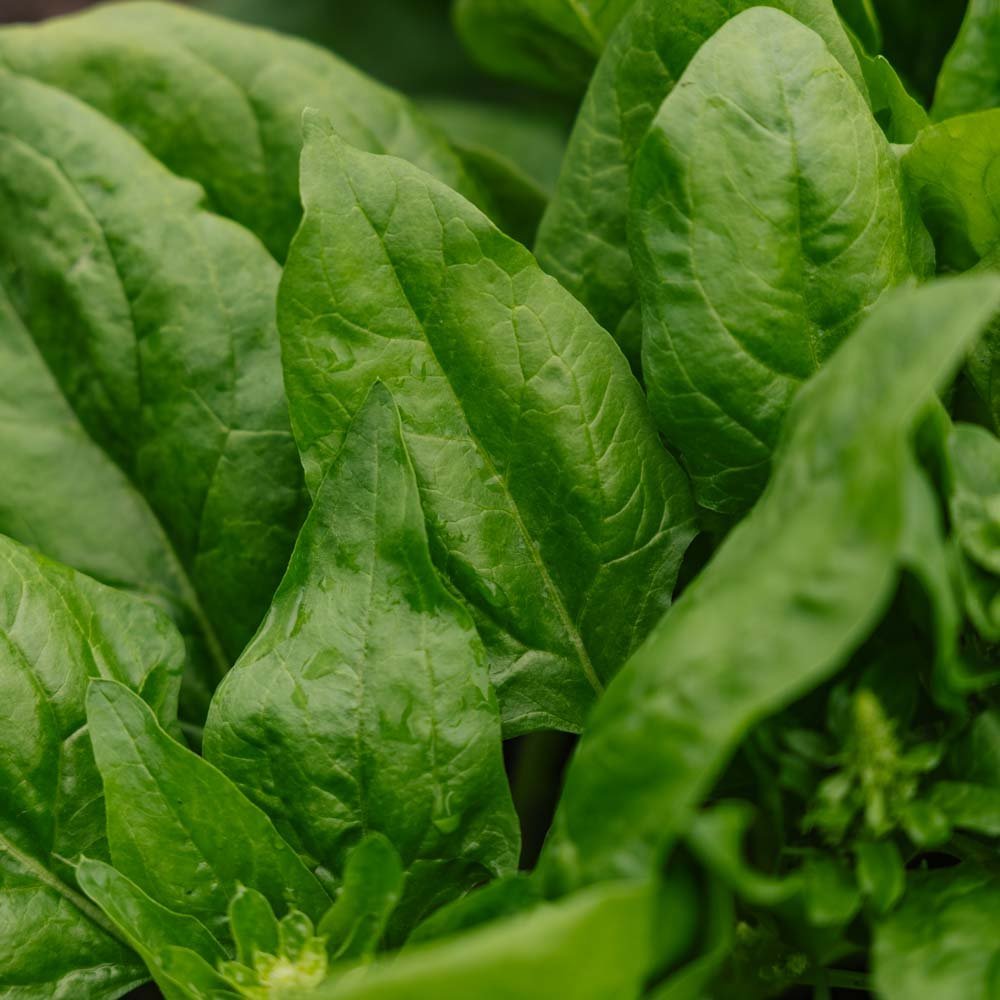 Spenat frö 'Winter Giant' - 200 Ekologiska Frön
