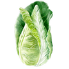 Spetskål
