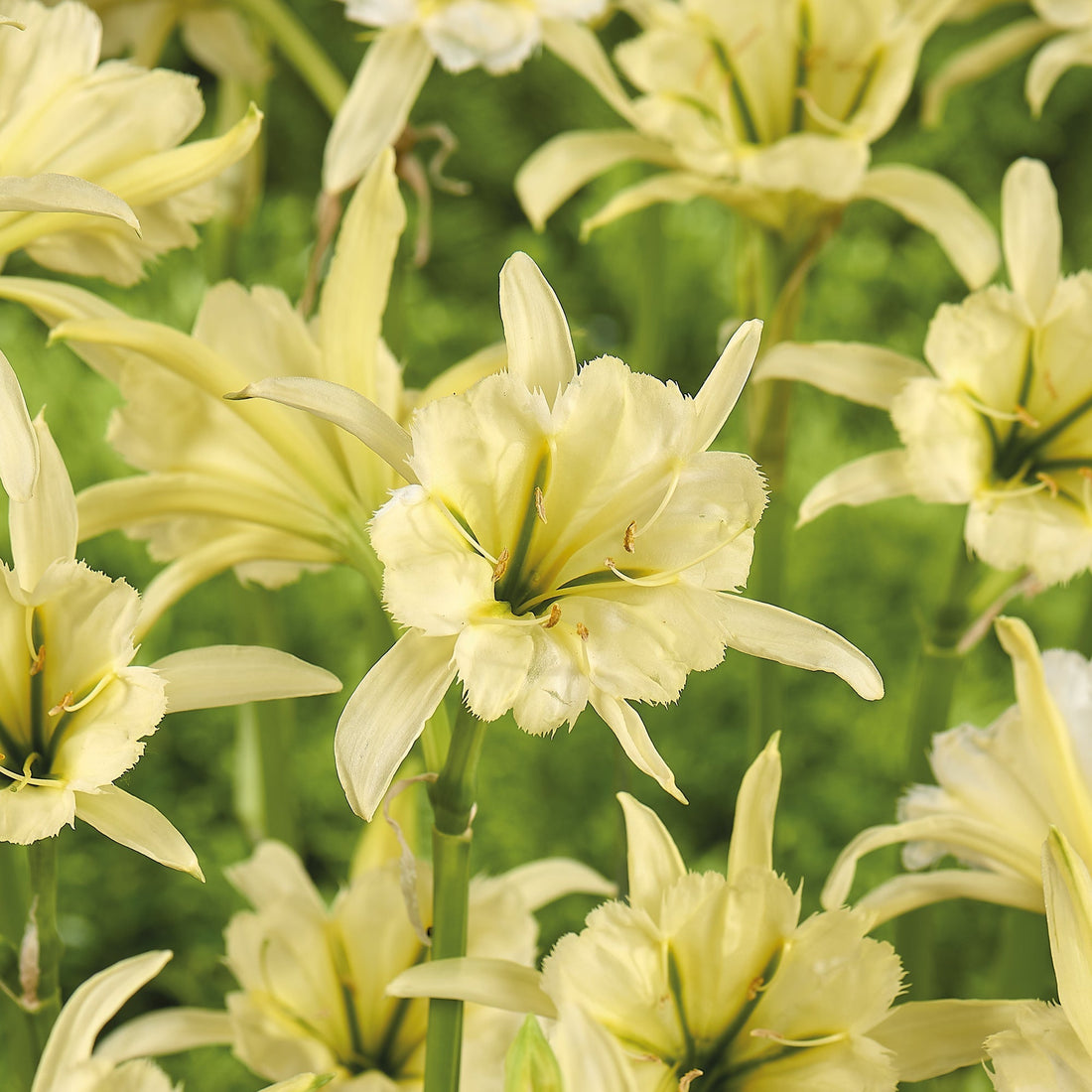 Spindellilja, Hymenocallis 'Sulphur'