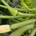 Squash frø 'Alberello' - 10 Økologiske Frø