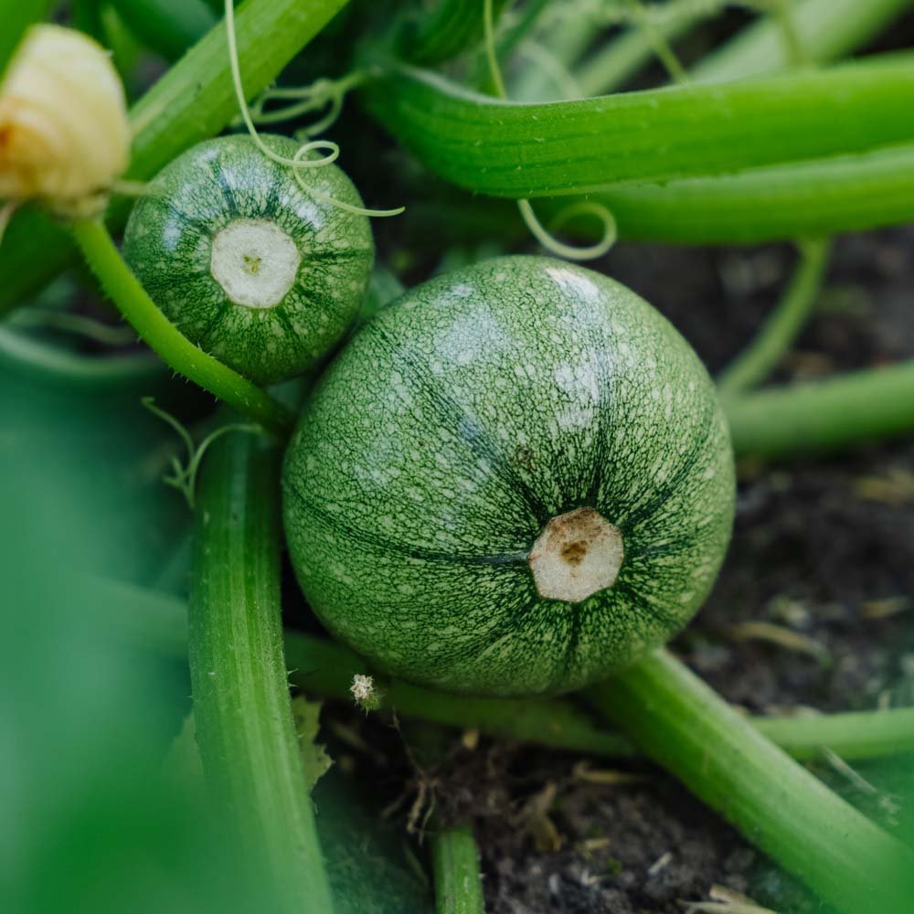 Squash frö 'Ola redonda' - 5 Ekologiska Frön