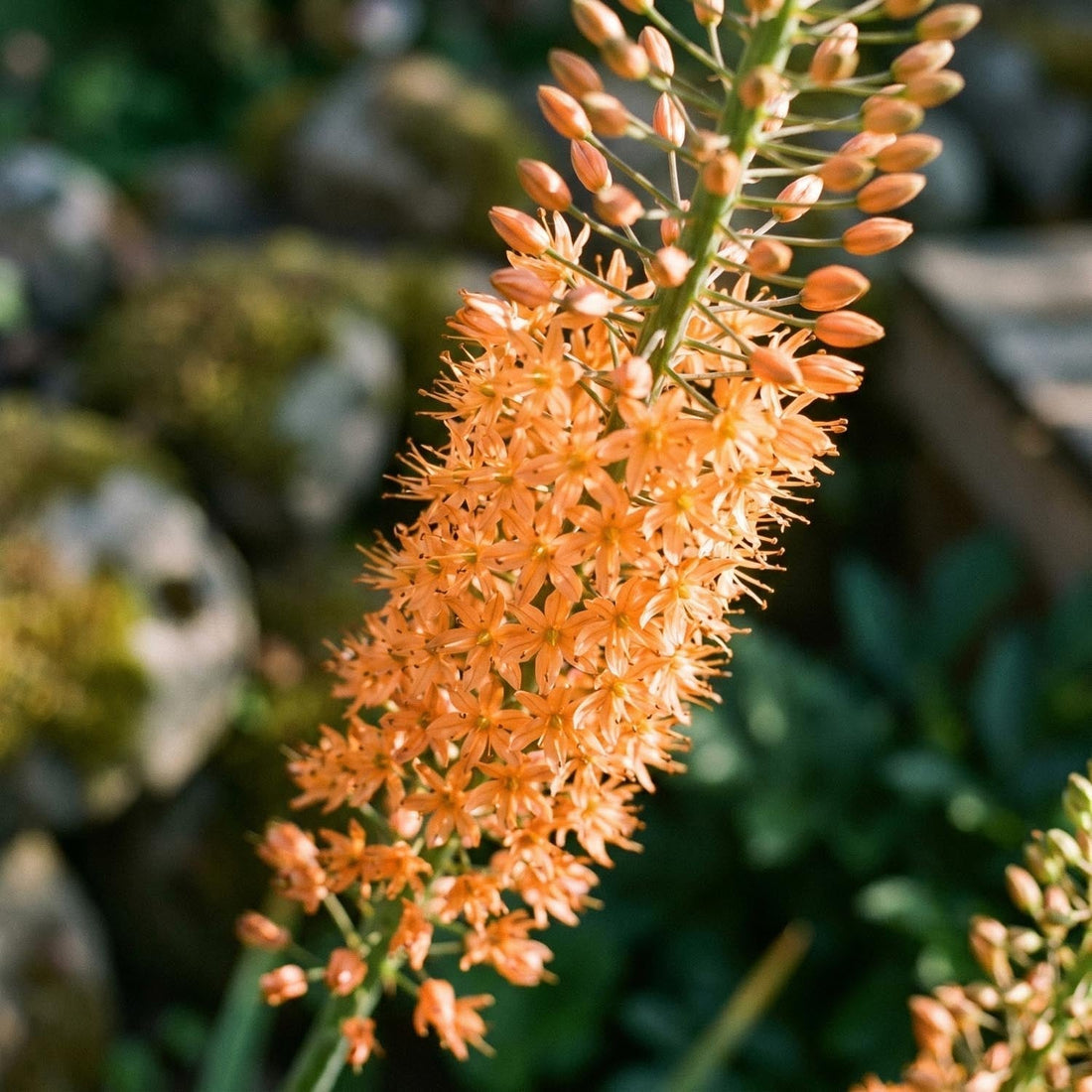 Stäpplilja, Eremurus 'Cleopatra'