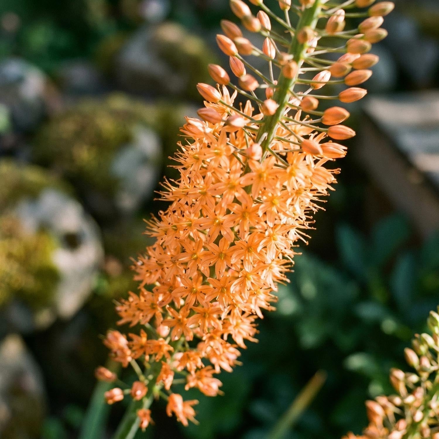 Stäpplilja, Eremurus 'Cleopatra'