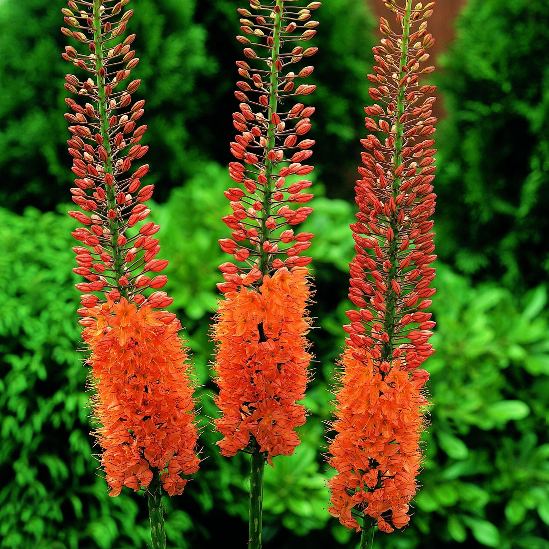 Stäpplilja, Eremurus 'Cleopatra'