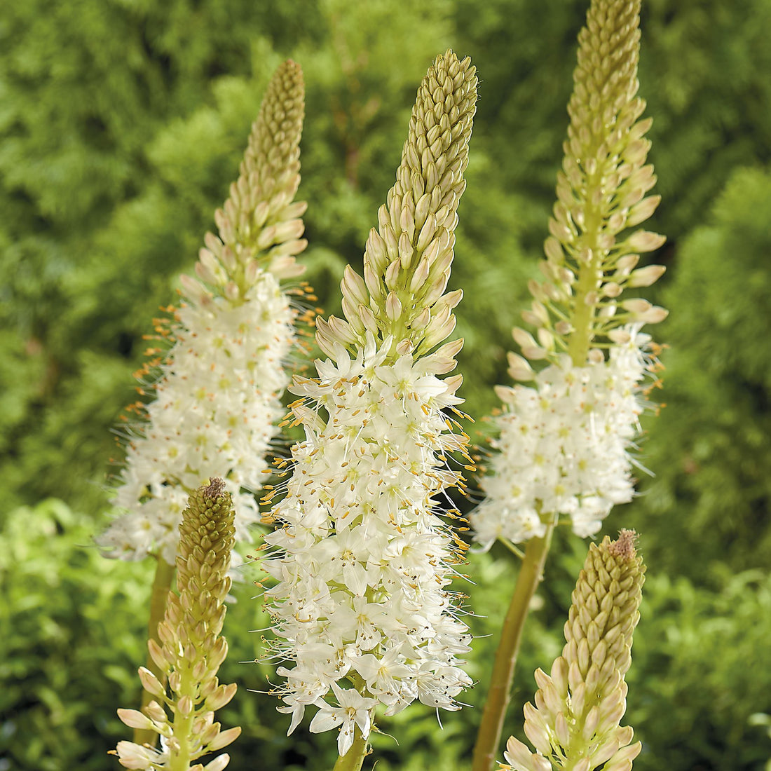Stäpplilja, Eremurus 'Himalaicus'